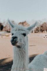 Obraz premium Llama Drama