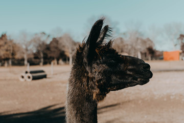 Llama Drama