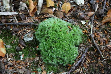Moss (Leucobryum glaucum) - closeup