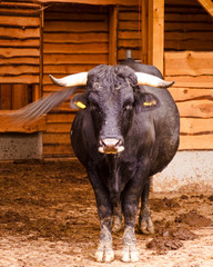 Stier eines Auerochsen