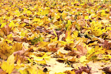 Yellow and orange autumn leaves background. Outdoor. Colorful backround image of fallen autumn leaves perfect for seasonal use.