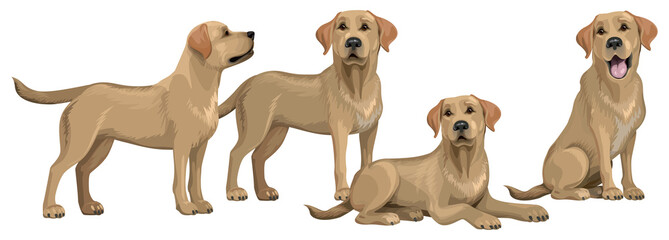 Gold yellow labrador retriever. Standing and sitting labradors isolated on white. The dog is lying. Young and friendly dogs.