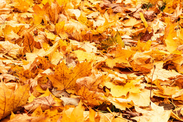 Yellow and orange autumn leaves background. Outdoor. Colorful backround image of fallen autumn leaves perfect for seasonal use.