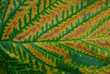 color background  from a piece of a large leaf