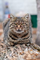 gray cute cat with green eyes pets