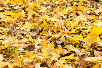 Yellow and orange autumn leaves background. Outdoor. Colorful backround image of fallen autumn leaves perfect for seasonal use.