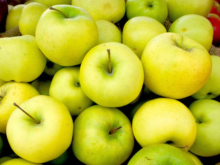 Crisp yellow delicious apples from the Hudson Valley.  New York.  Closeup.