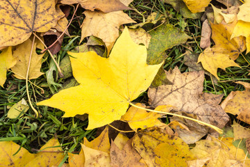 Yellow and orange autumn leaves background. Outdoor. Colorful backround image of fallen autumn leaves perfect for seasonal use.