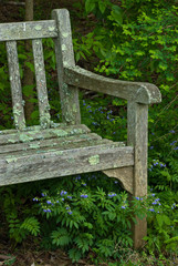 Jacob's ladder (Polemonium caeruleum) growing under lichen-covered bench in the Ivy Creek Natural Area near Charlottesville, Virginia.