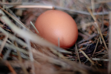 chicken egg in a nest of hay or straw close