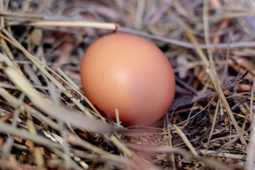 chicken egg in a nest of hay or straw close