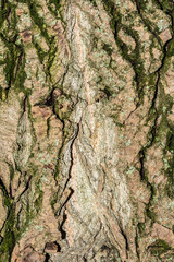 poplar tree bark texture, close-up nature abstraction background