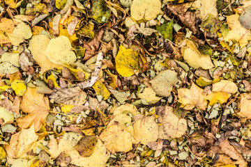 Yellow and orange autumn leaves background. Outdoor. Colorful backround image of fallen autumn leaves perfect for seasonal use.