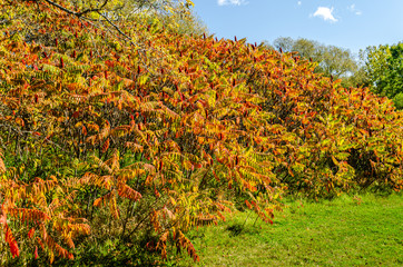 Fototapeta na wymiar Fall Staghorn Sumac bush's colored leaves
