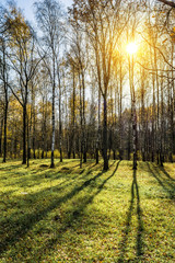 A picture of a birch grove illuminated by the rays of the autumn orange sun. Green grass and birch trees
