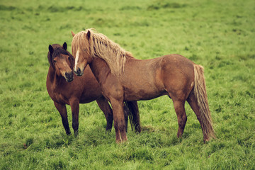 Two icelandic horses