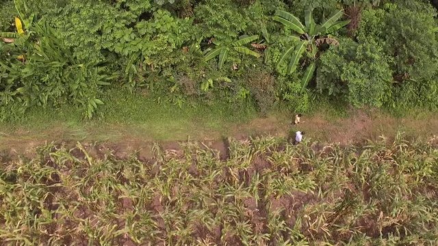 father and son walked through the forest in peru