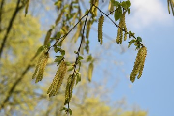 Alnus Serrulata, the Hazel alder or Smooth alder.  Family: Betulaceae.