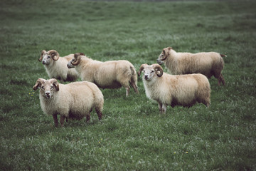 Naklejka na ściany i meble Sheep grazing in Iceland