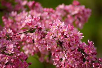 Naklejka premium Red apple blossoms