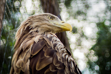 eagle