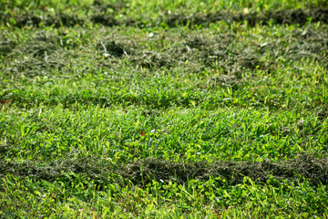 Horizontal stripes of mowed grass on a green lawn, soft focus
