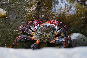 Crab