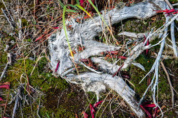 Laurentians parks and wildlife reserves