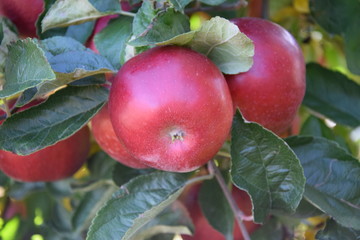 Jabłka w jesiennym sadzie