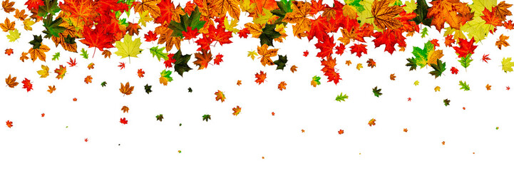 Autumn leaves border. October thanksgiving pattern isolated on w