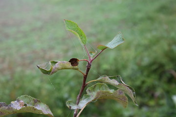 Babie lato na jabłoni