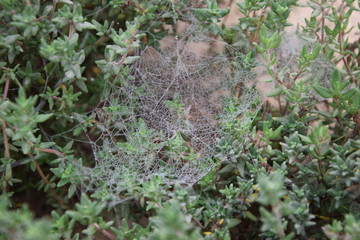 Babie lato na tymianku