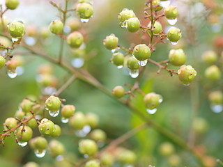 雨に濡れるシロナンテンの実