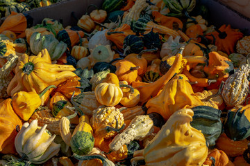 Fall and Halloween Decorative Pumpkins 