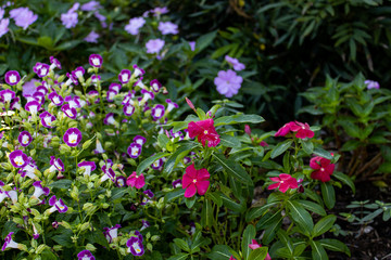 Obraz premium Houston Texas Flower Photos Fall