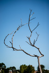 Dry tree branch in the sky background 