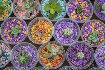 cactus and colors