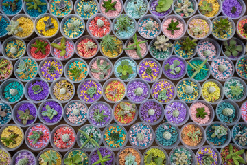 abstract background and cactus