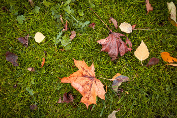 Fallen foliage autumn background. Yellow leaves on green grass