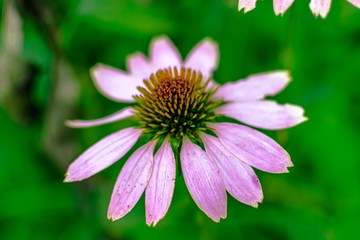 flower with drops of water