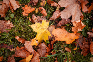 Fallen foliage autumn background. Red and yellow color maple leaves