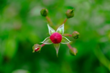 red cherries on the tree
