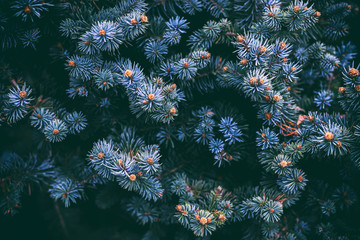 The branches of the blue spruce close-up. Rustic Christmas texture. Fir branches on the dark background. Christmas wallpaper concept. Copy space.
