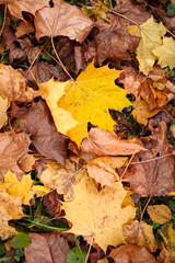 Fallen foliage autumn background. Red and yellow color maple leaves