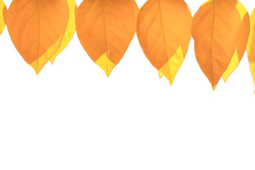 Close-up. Border frame of colorful autumn leaves isolated on white background