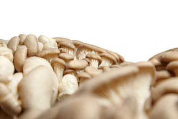 Oyster mushrooms isolated on white background. Group of uncooked edible mushrooms, closeup