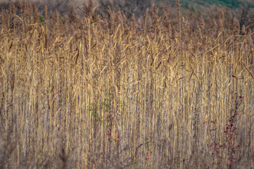 Fototapeta premium Common reed on an autumn day on the lake