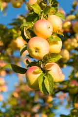 Fall season. Gardening and harvesting. Time for harvesting. Organic apple crops farm or garden. Autumn harvesting season. Harvest concept. Apples ripe fruits on branch sky background sunny day