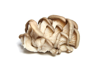 Oyster mushrooms isolated on white background. Uncooked edible mushrooms