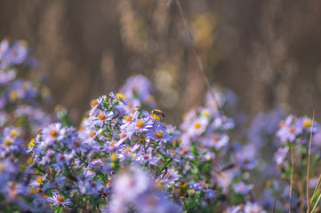 Bee on a New York aster flower